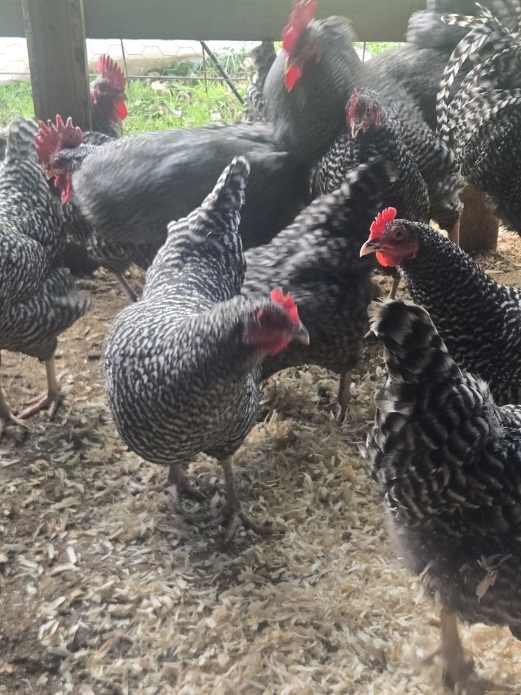 Barred Rock Hatching  Eggs-12 Plus 2 Extra