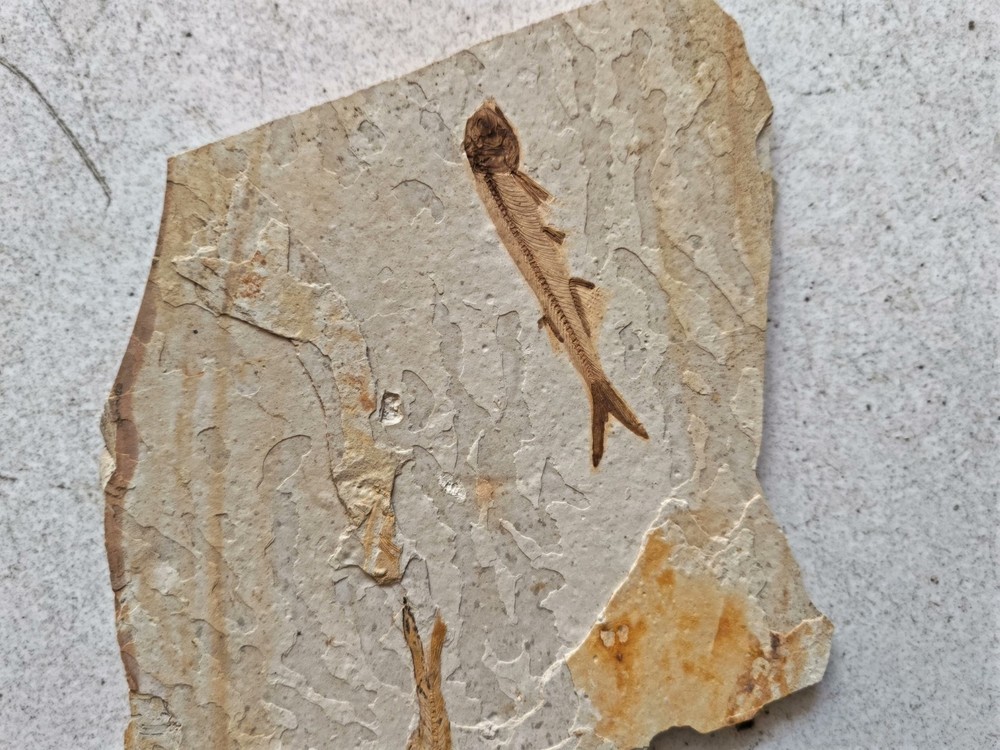 authentic and unique wolf fin fish fossils