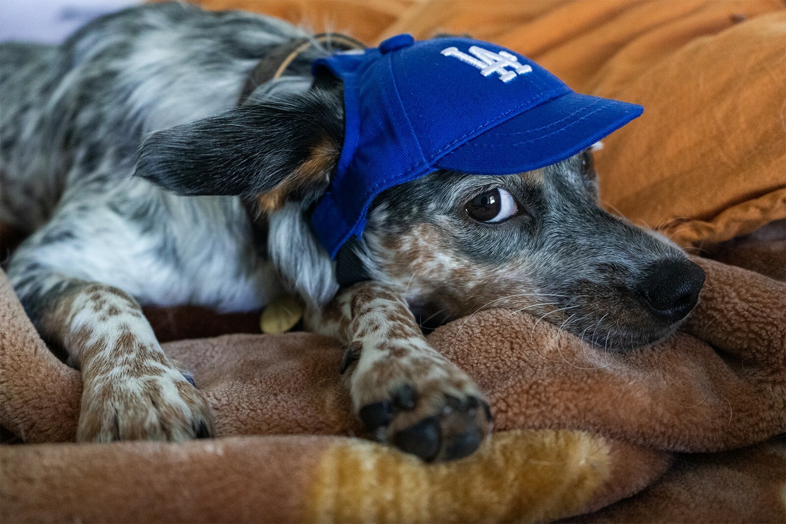 Genuine MLB Los Angeles Dodgers LA Logo Pet Dog Comfortable Cap Navy Blue