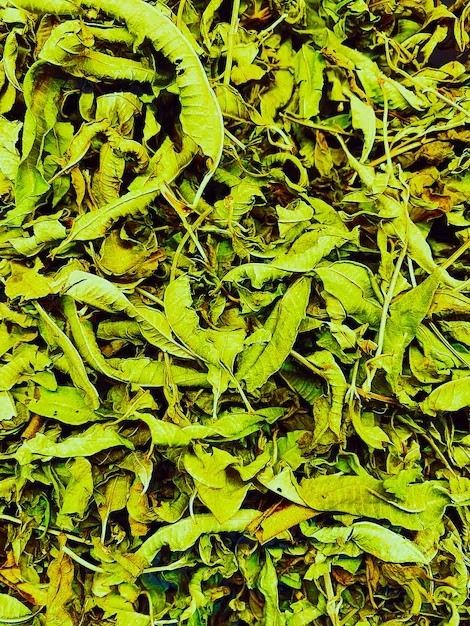 Mitragyna SPC $15 Off  Code