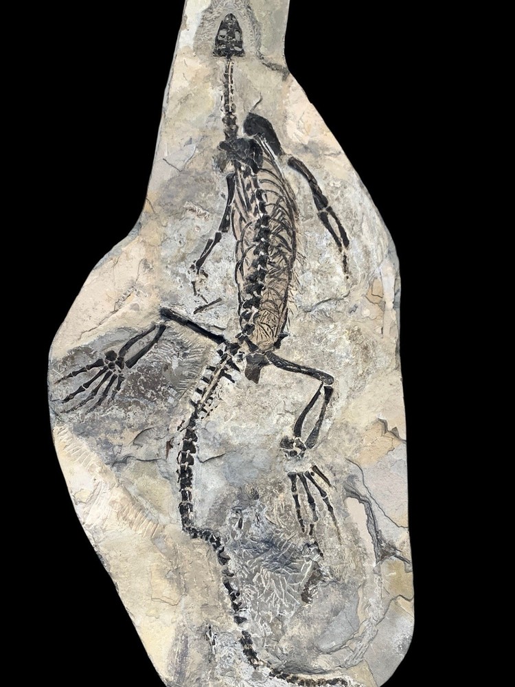 Complete Claudiosaurus germaini from Madagascar, 59 Cm long