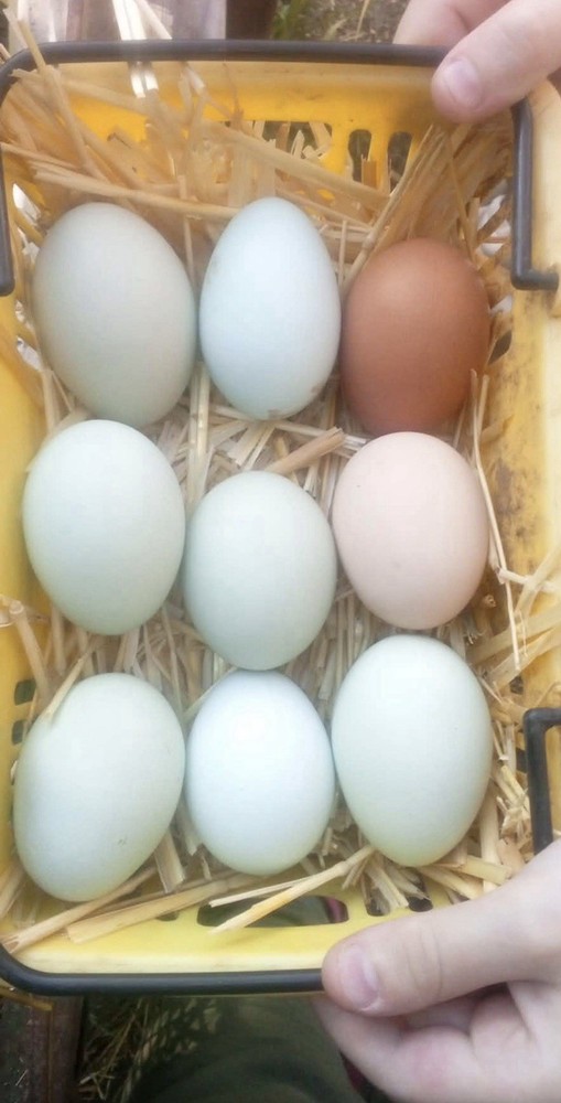 Copper Maran,Easter egger,olive egger hatching eggs