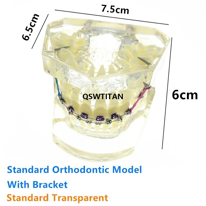 Dental Orthodontic Model Teaching teeth model For Teaching demonstrating model