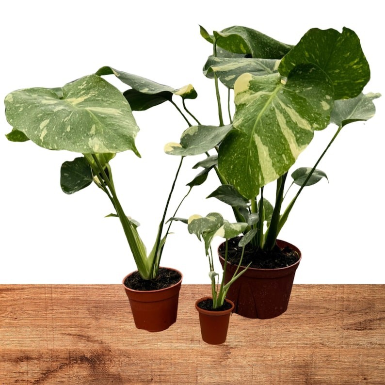 Monstera Thai Constellation House Plants SALE | Variegated Thai Constellation