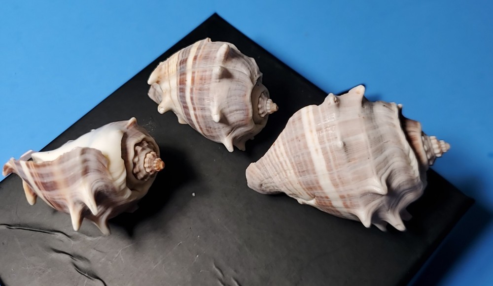 3-MELONGQUA BISPINOSA SEA SHELLS.