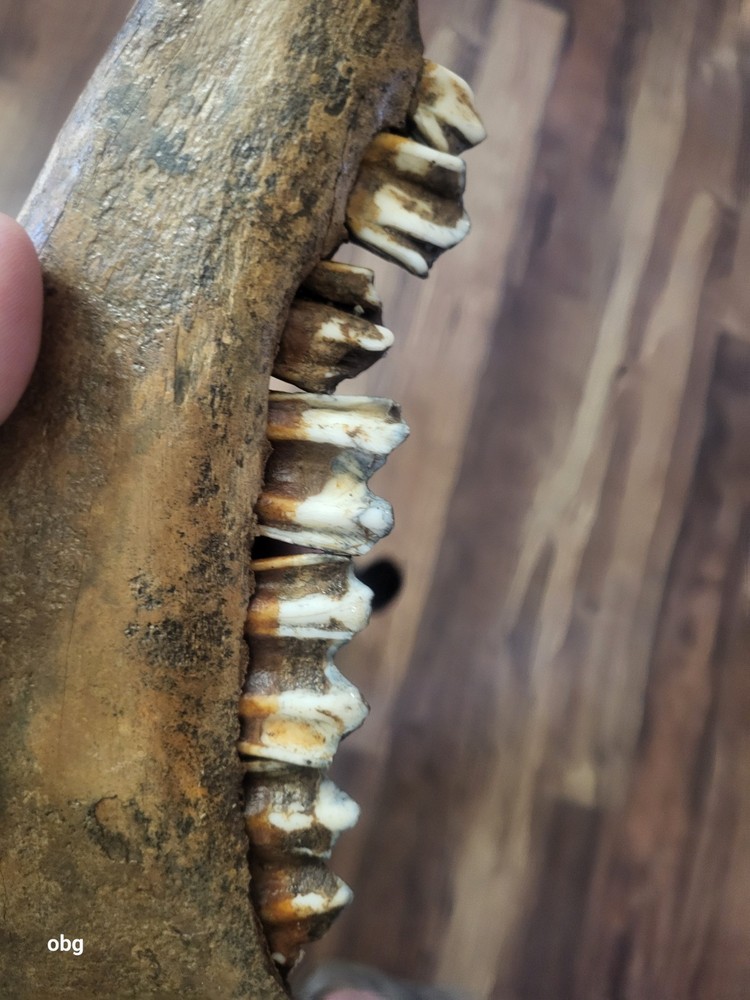 Historic Bison lower jaw bone buffalo