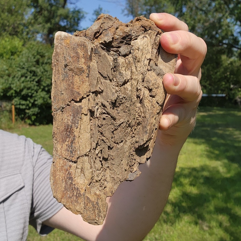Dinosaur bone Section - Authentic Cretaceous Fossil - Hell Creek Formation