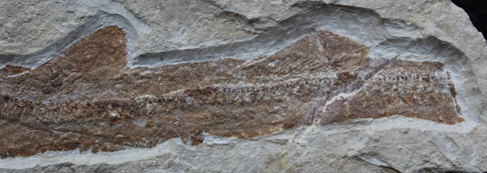 Shark 60 - Budget Specimen with Good Color - 100 Million Years Fossils Lebanon