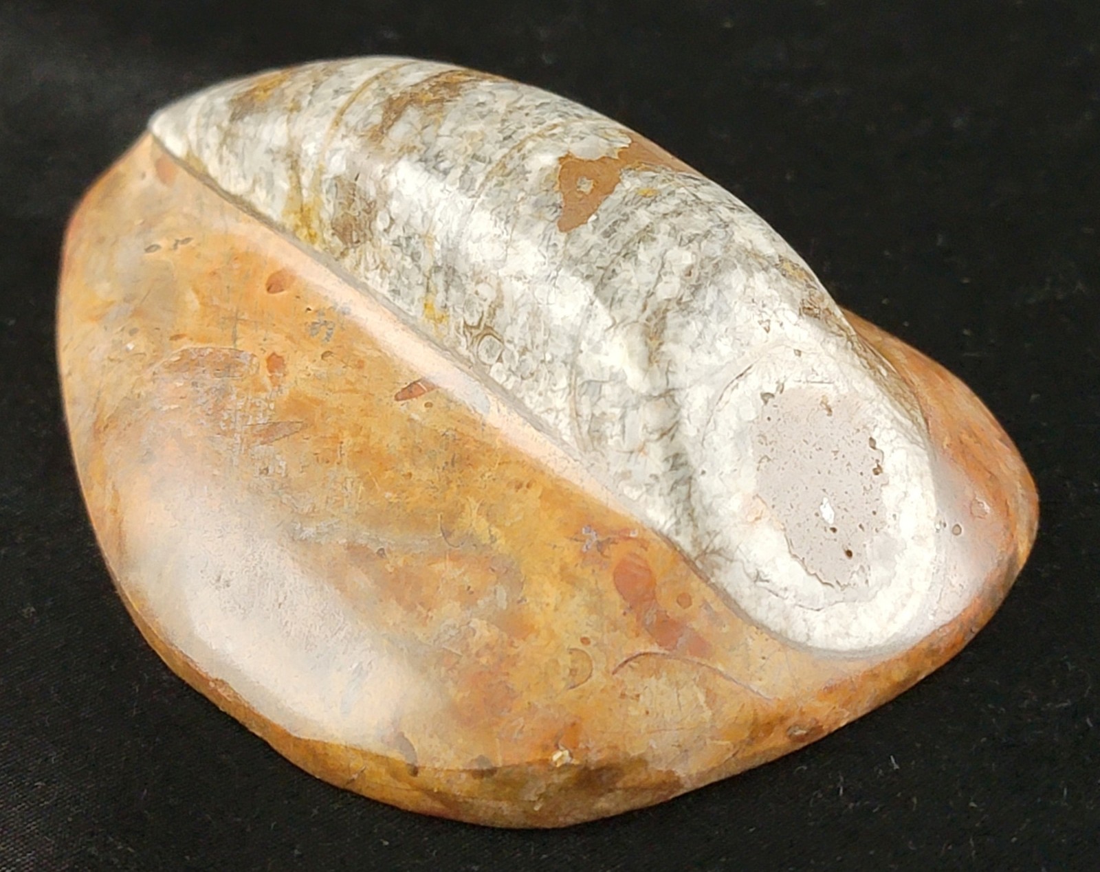 Vintage Ancient Orthoceras Squid Shell Fossil Morocco Approx 3.5" & 4.5" Lot of