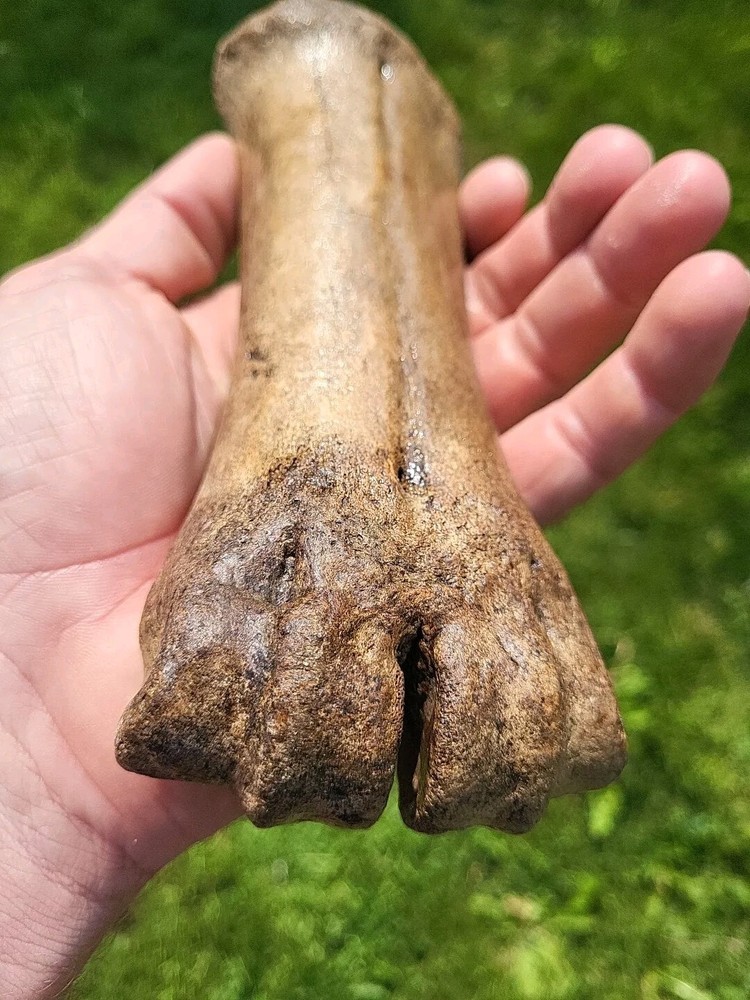 Bison metacarpal Historic bison foot bone
