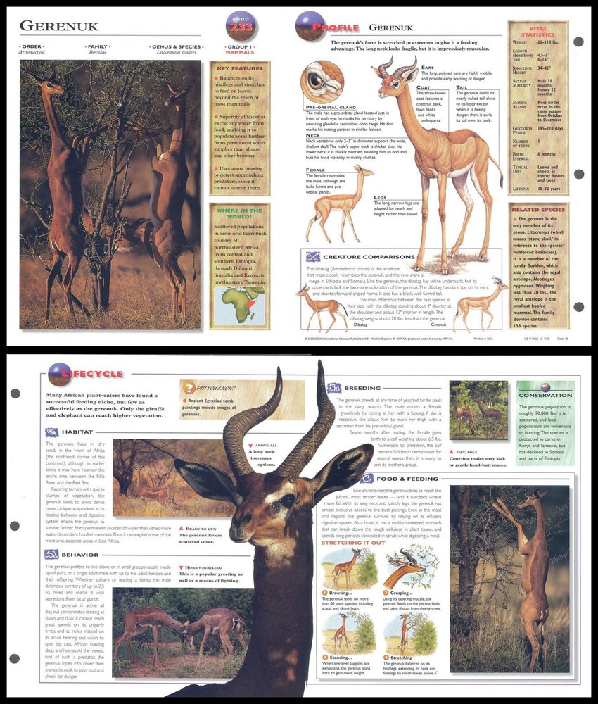 Fold-Out Sheet - Gerenuk - 233