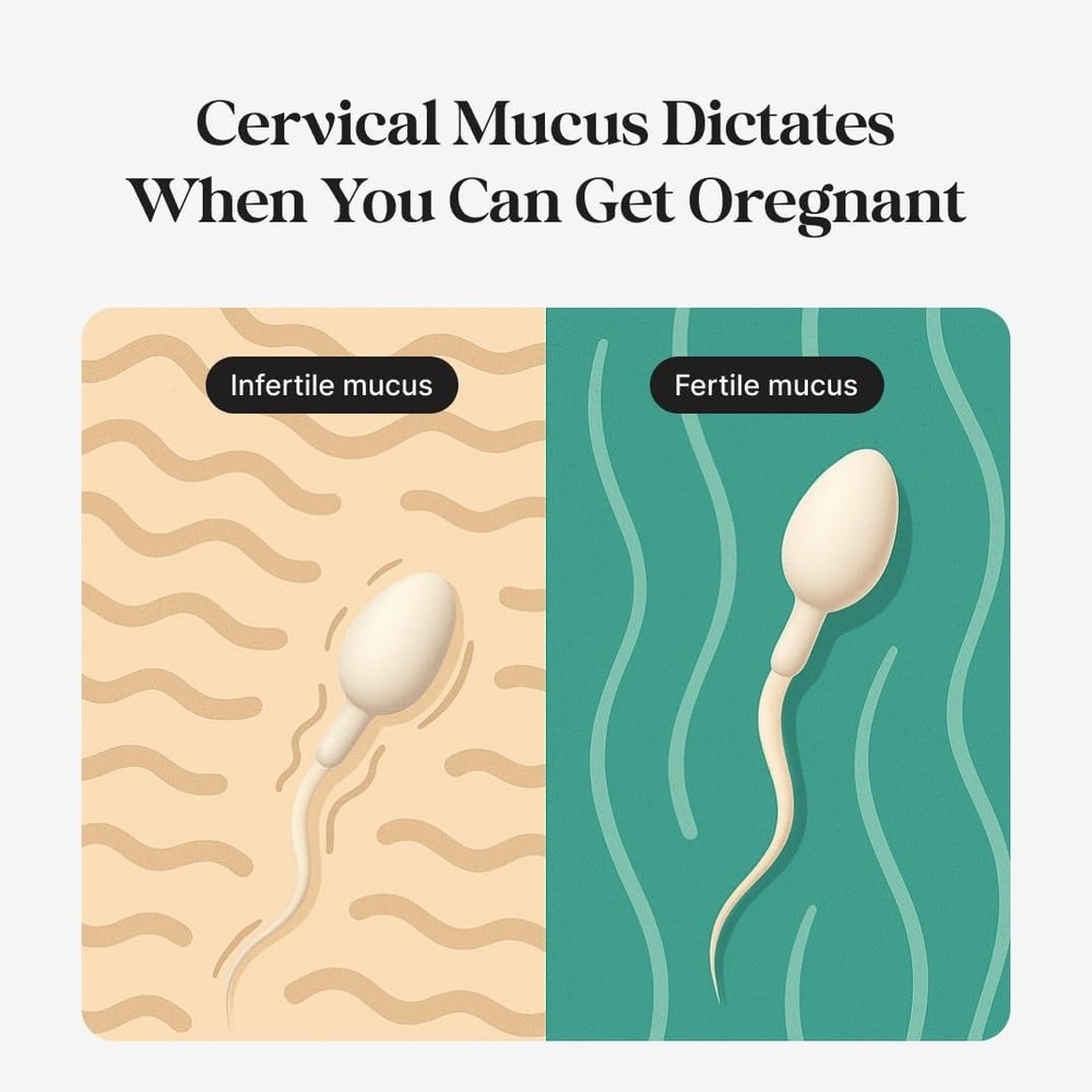 Fertility Tracker Fertile Window Prediction App Device for Conception