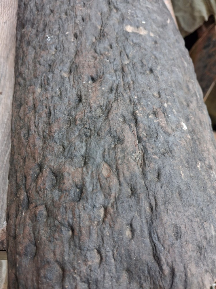 Petrified Wood Log