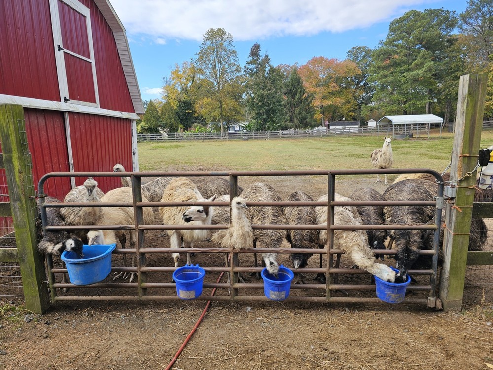 1 (one) Emu Hatching Egg White Blonde Normals READY TO SHIP