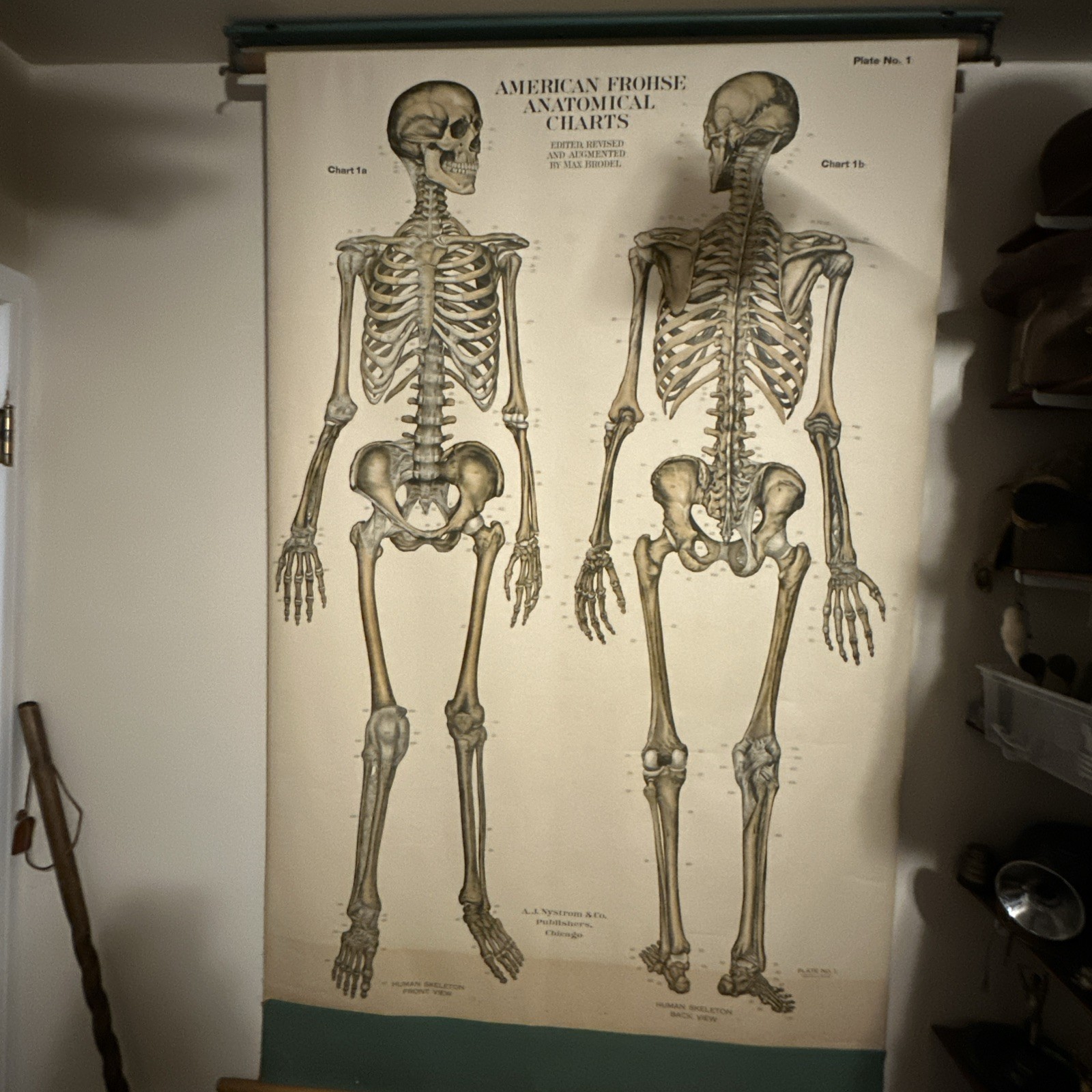 1918 A. J. Nystrom Co American Frohse Anatomical Chart Human Skeleton Max Brodel