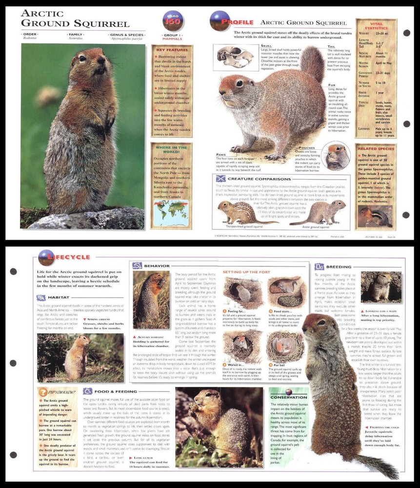 Fold-Out Sheet - Arctic Ground Squirrel - 160