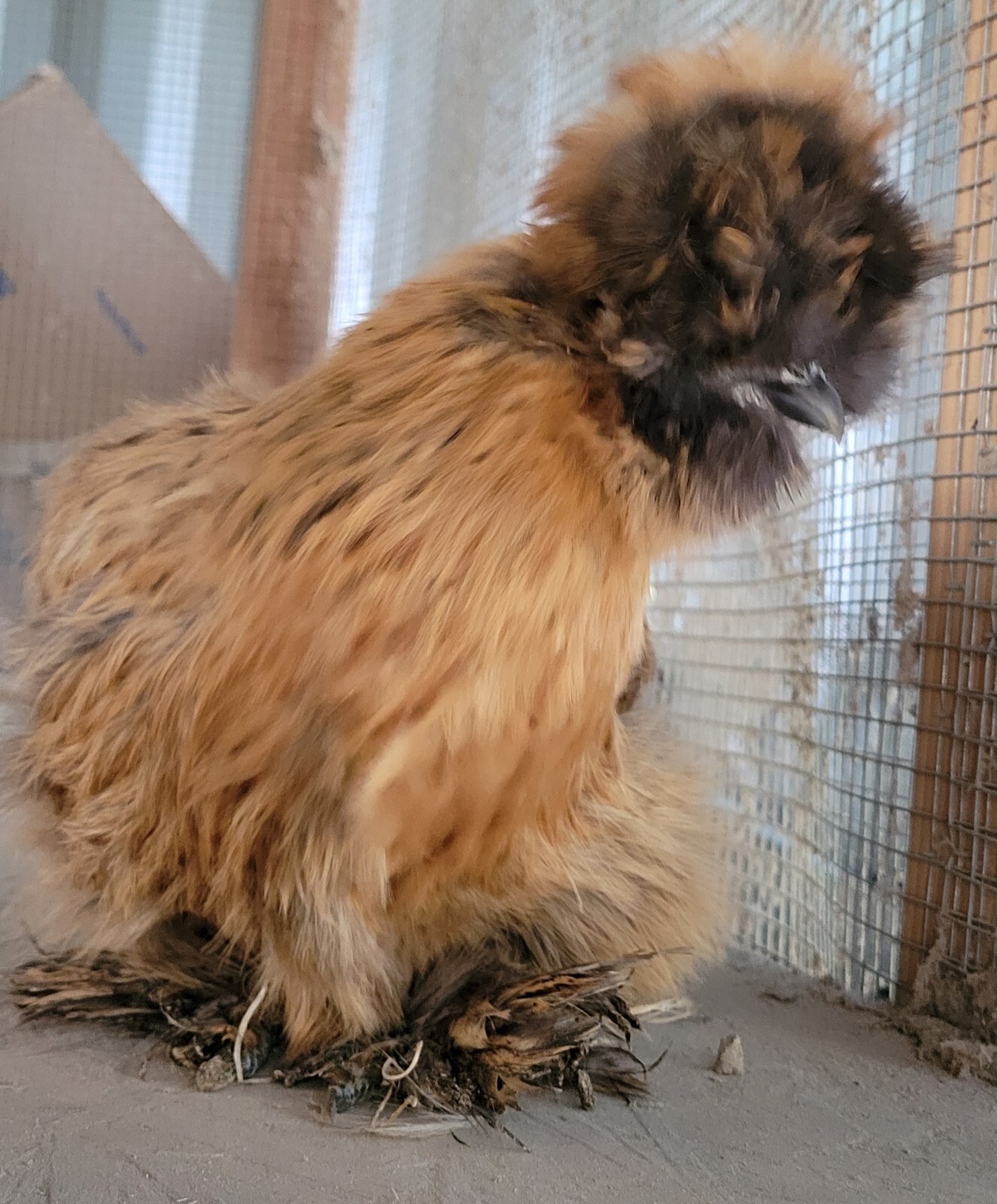 (6) Show Quality Silkie Bearded & Crested Fertile Hatching Eggs, Shipped in Foam
