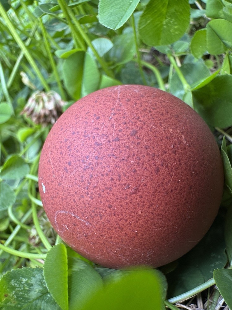 Black Copper Marans Hatching Eggs 8+