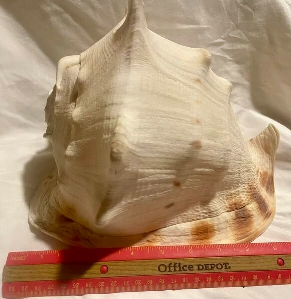 LARGE Sea Shell 11" x 9" -x 7..5"
