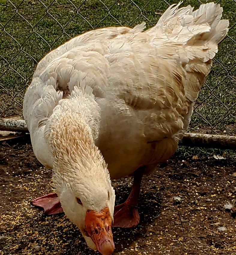 Giant Dewlap TOULOUSE Hatching Eggs 7