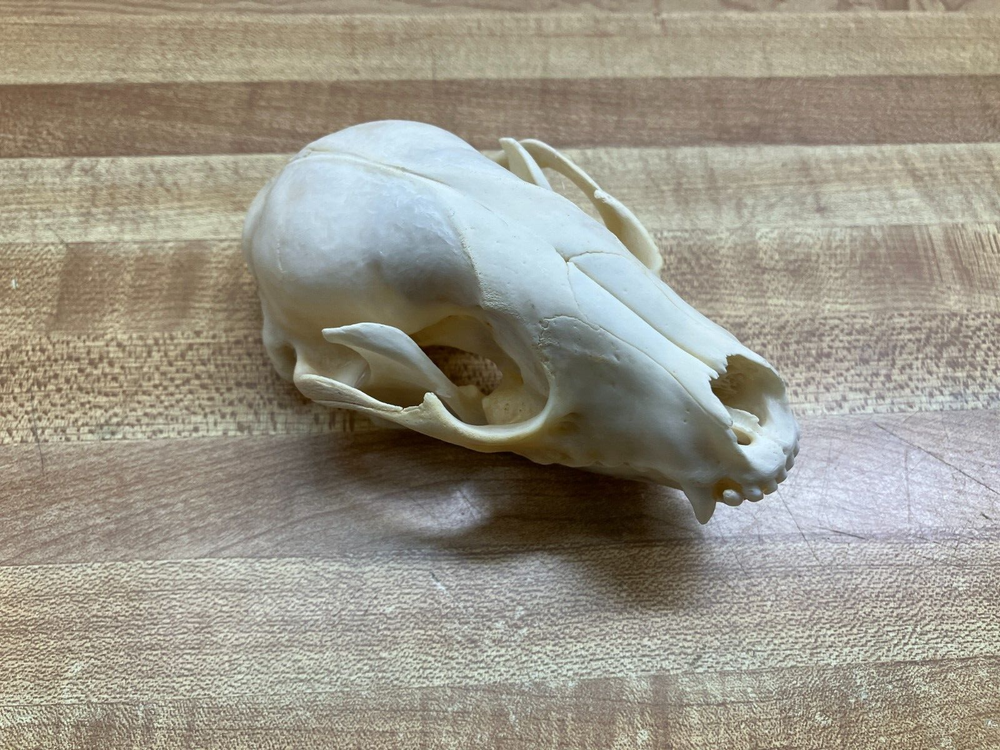 "WEEKLY" SPECIAL Real Bone Raccoon Skull