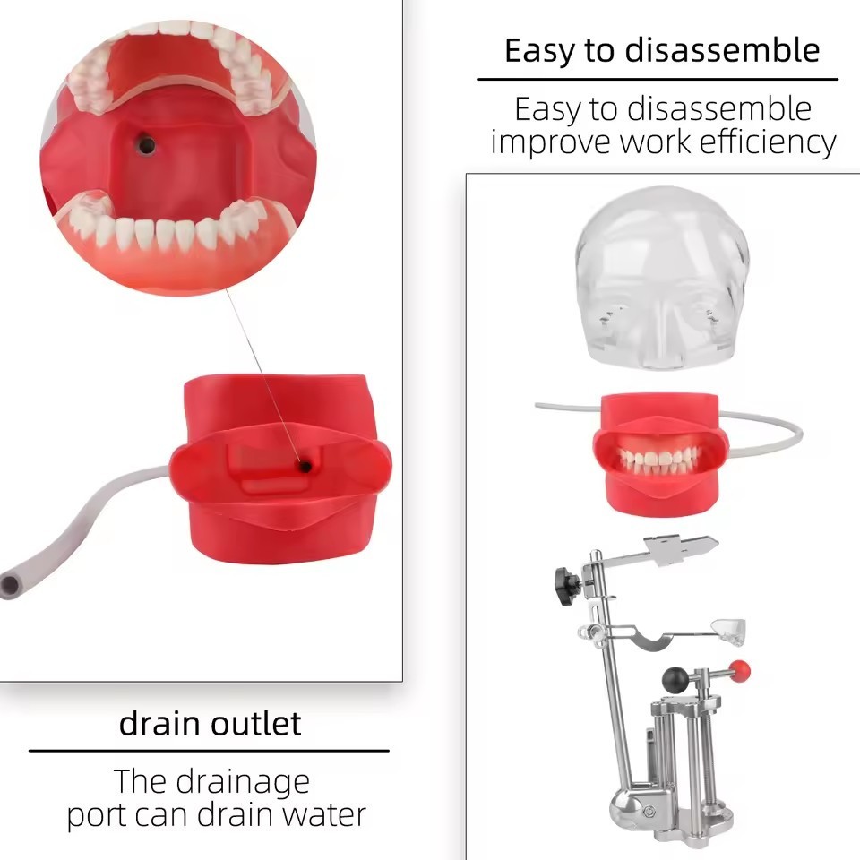 Dental Head Model Simulator Manikin Phantom With Bench Mount 28Pcs Teeth