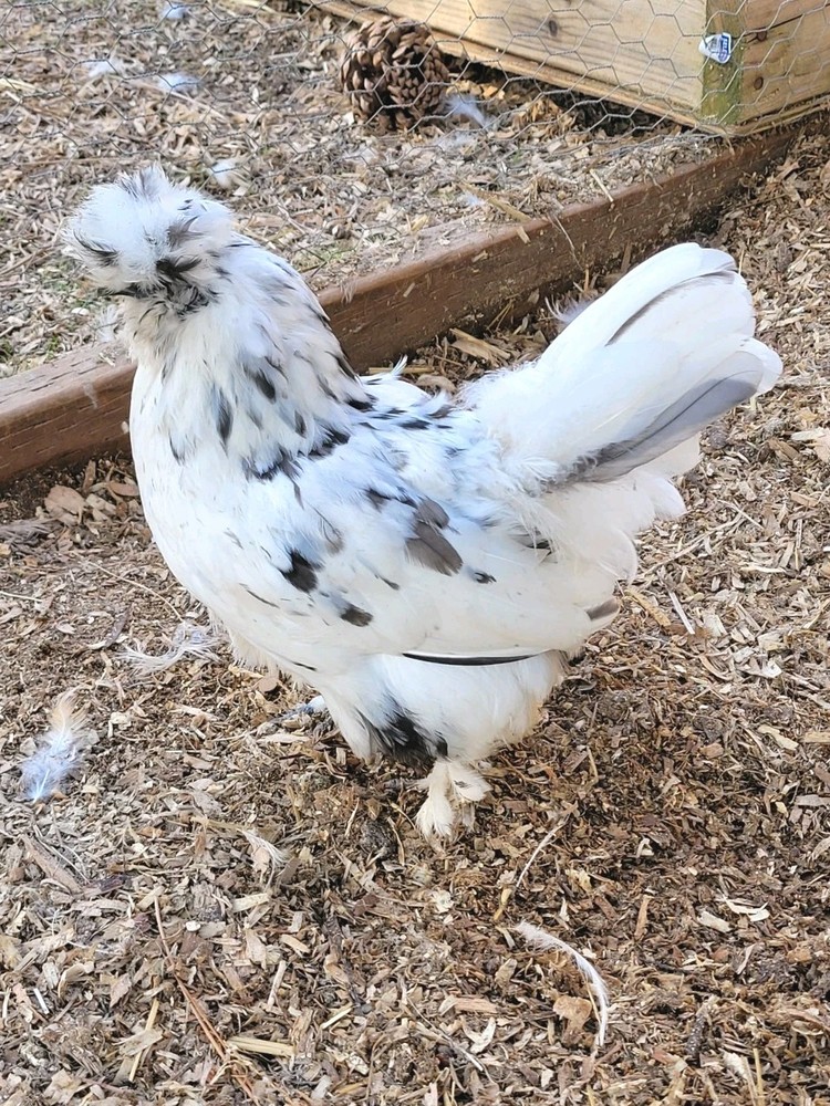 10+ BEAUTIFUL Silkie Hatching Eggs .
