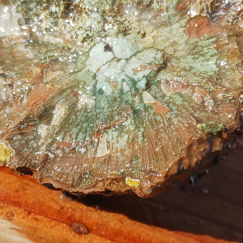 Quartz Lapidary Chalcedony Mud Fossil Jasper Rough Specimen