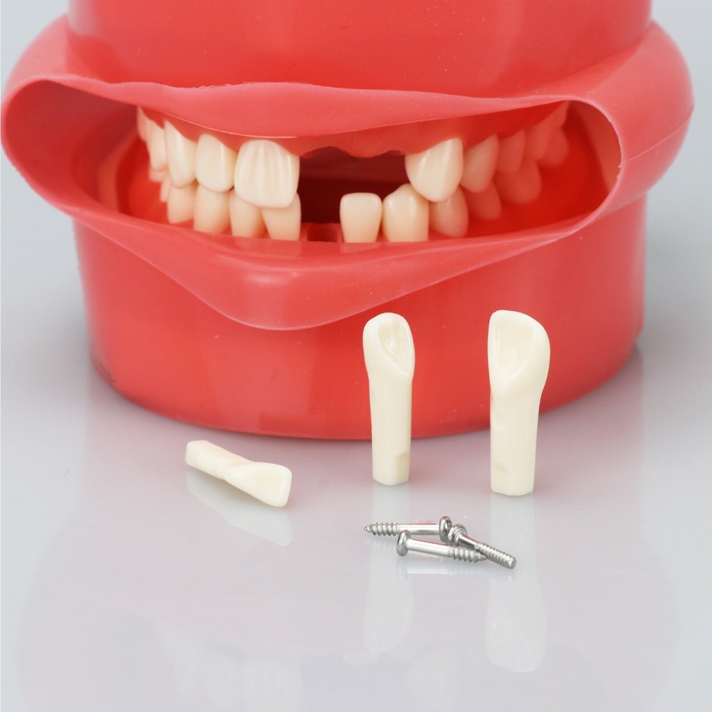 Desktop Mounted Dental Manikin Phantom Head Simulator Head Model for Training US