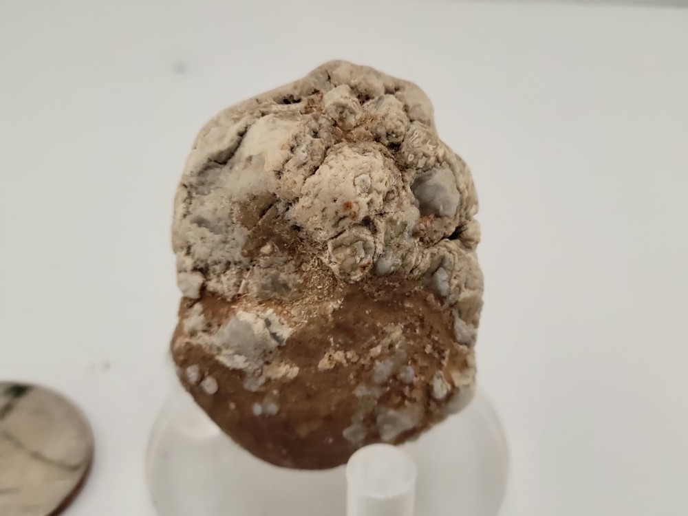 Real Permineralized Reptile Egg Fossil