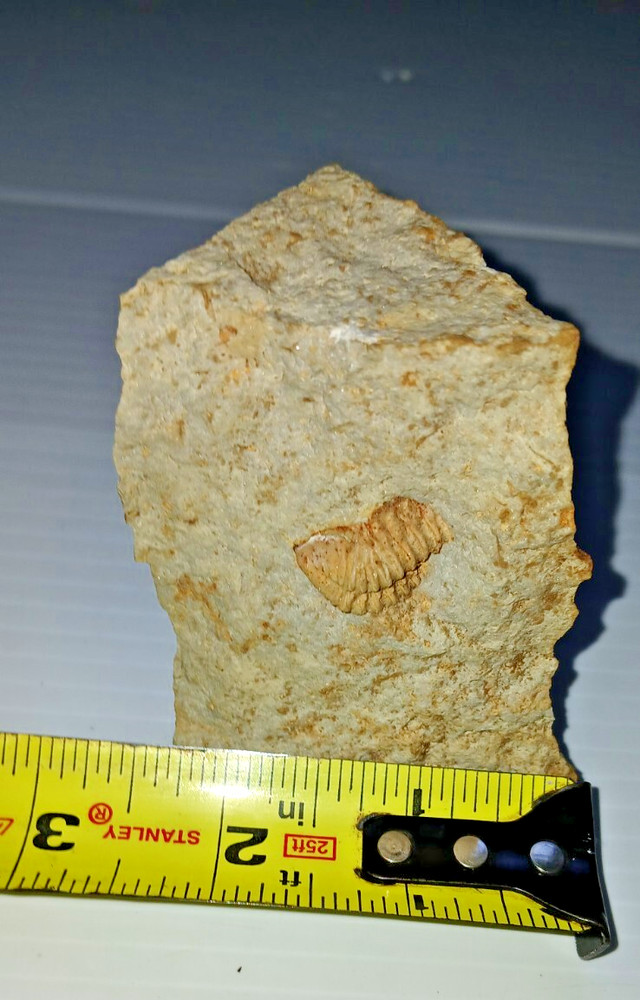 Trilobite Fossil