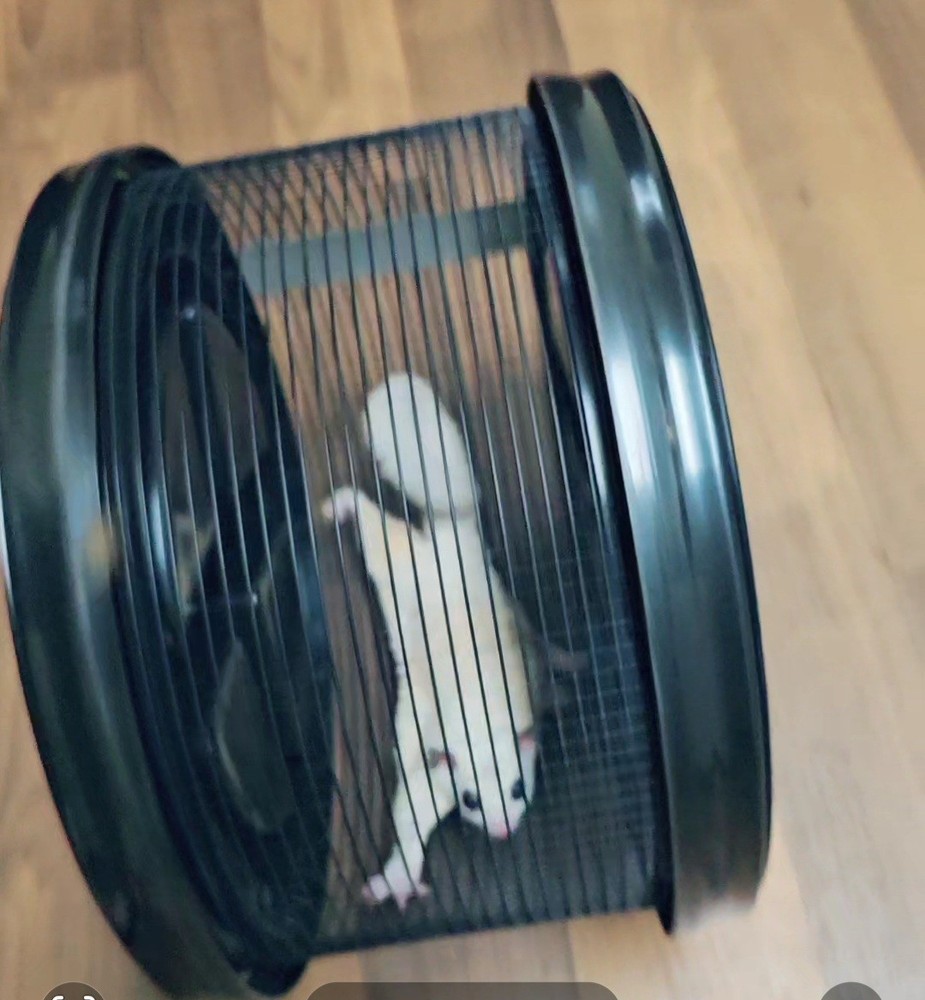 Sugar Glider Mobile Wheel