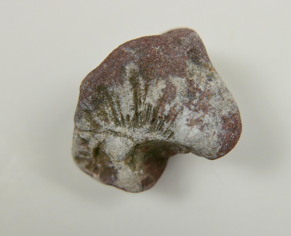 Fossil Dinosaur Bone with Description Mesozoic Era New