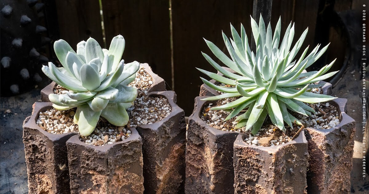 Succulent & Cactus Plant Potting Soil Mix Peat Moss & Perlite, 1 quart - 4 gal