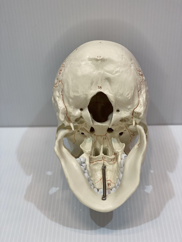 Human Skull Model Anatomical Teaching Skeleton Head Studying Laboratory Supplies