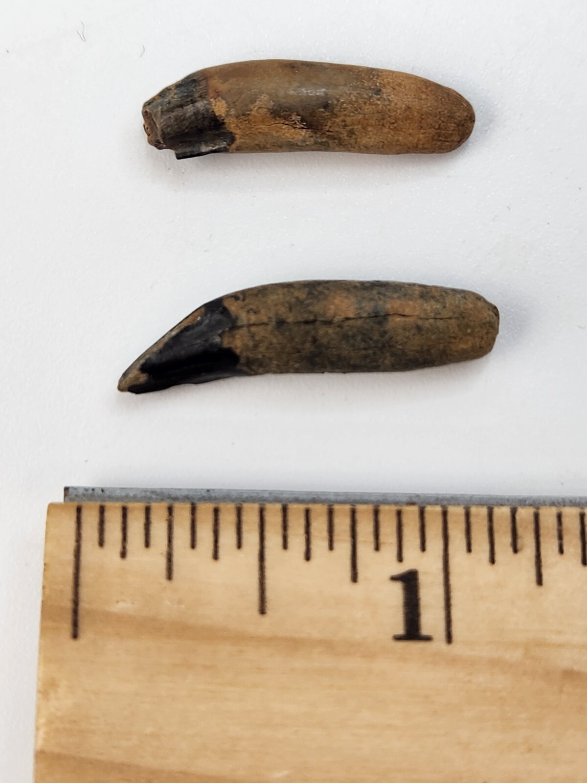 Raccoon Rooted Upper Canine Tooth Fossil - Florida Pleistocene - 1 Per Purchase