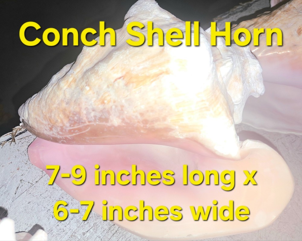 Conch Shell Horn | Queen Conch Shell | 7-9" Long | Large Seashell | Horn Blowing