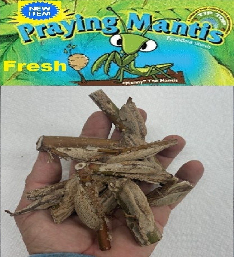 5 Freshly Harvested Carolina Praying Mantis Egg Cases Fresh Picked 2026 season.
