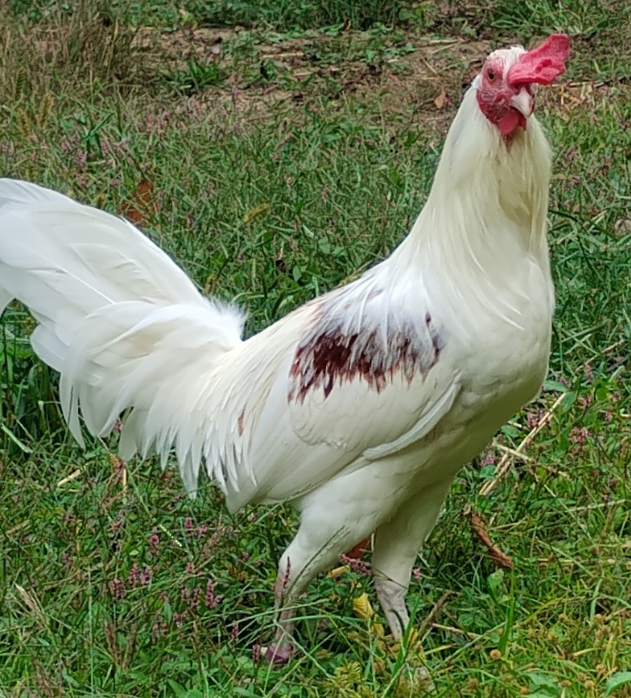 KY Blue * Hatching Eggs * 10 + Firitle Eggs