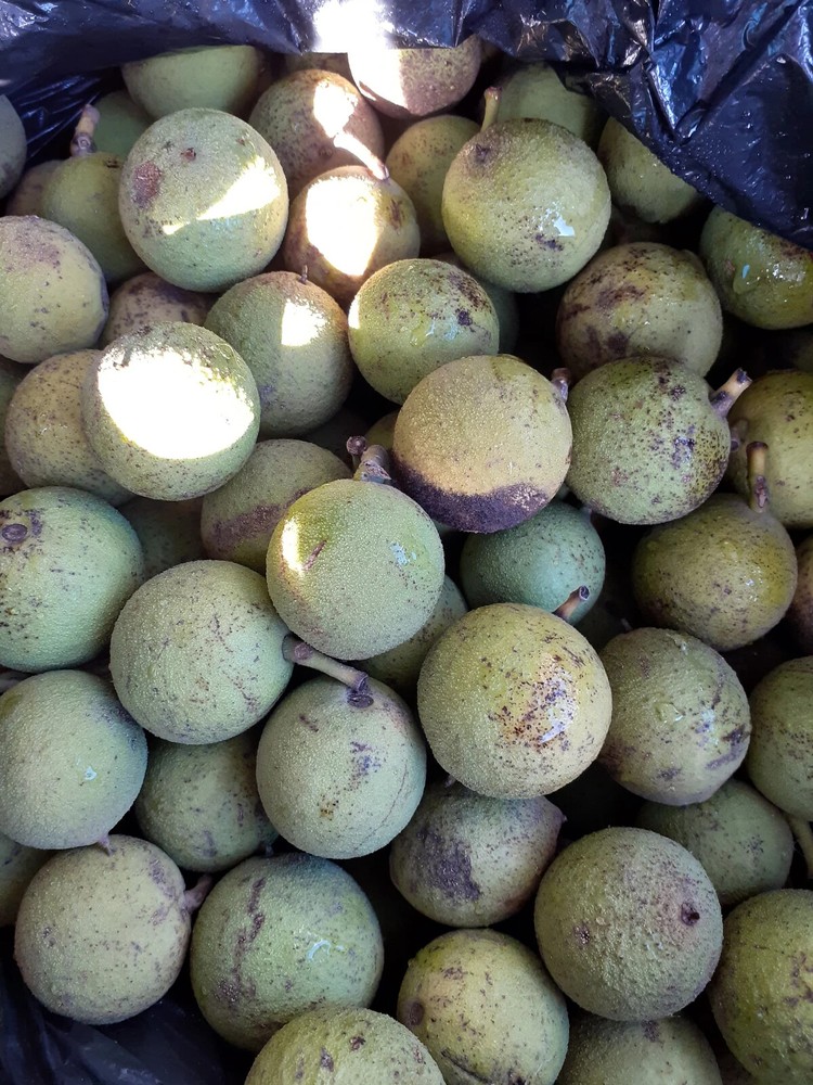 Black walnut in shell 250gr.(Juglans nigra)