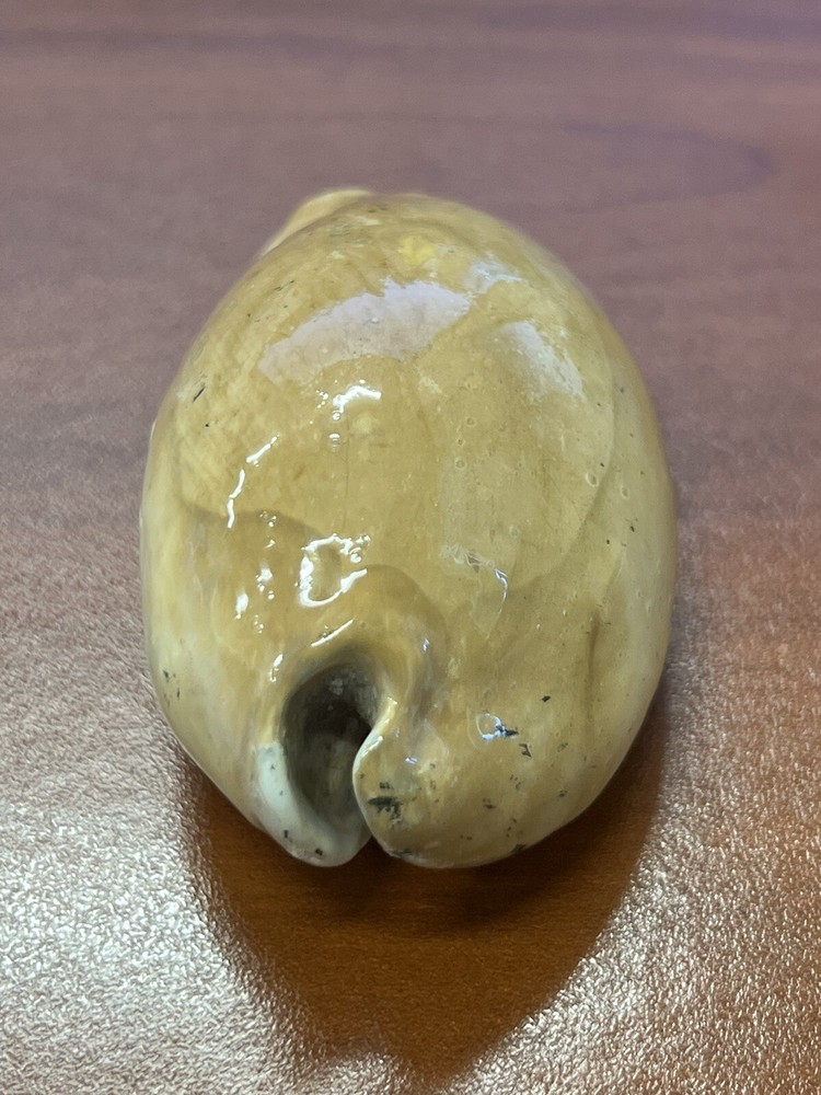 Fossilized Extinct COWRIE Shell From Central Florida, Pliocene Era.