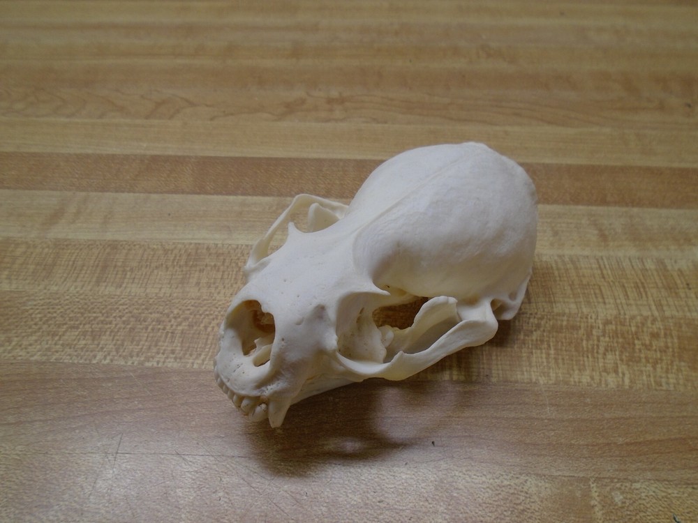 Real Bone North American River Otter Skull