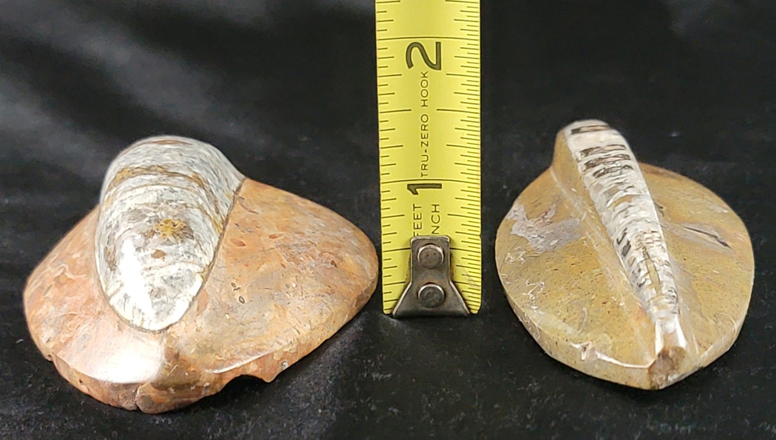 Vintage Ancient Orthoceras Squid Shell Fossil Morocco Approx 3.5" & 4.5" Lot of