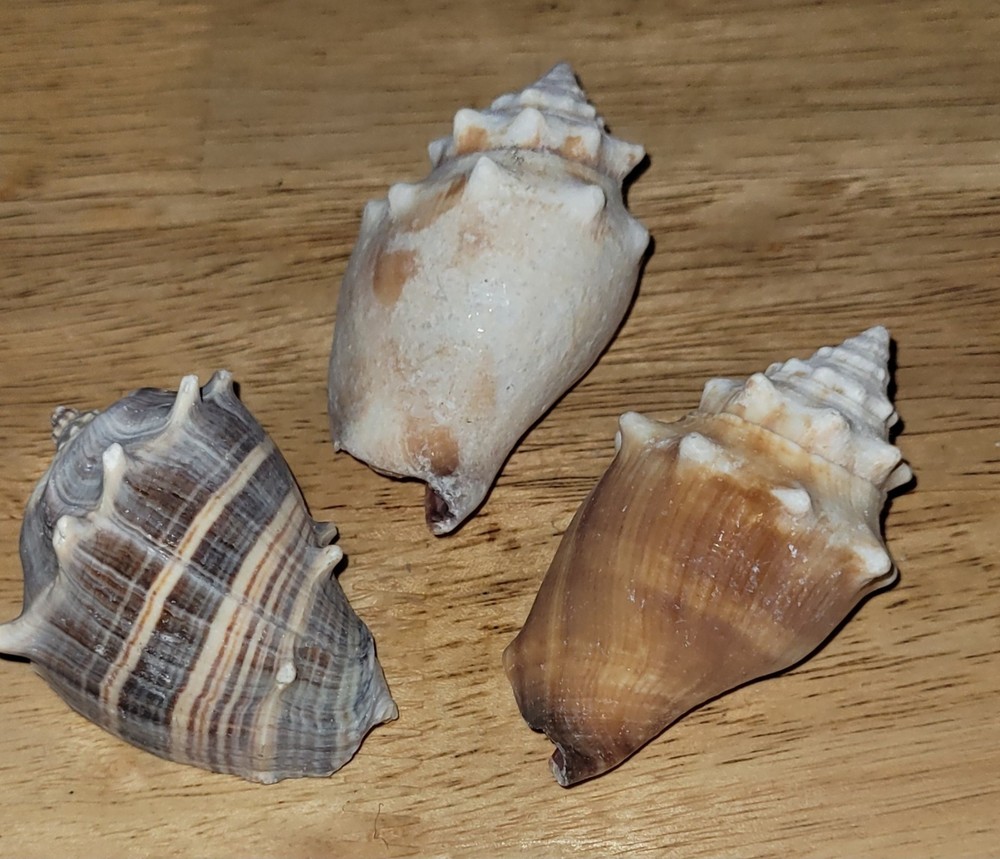 3 Assorted Small 2.5" Seashell/ Conch Shells Decorative