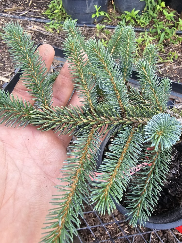 Picea Bicolor 'Prostata