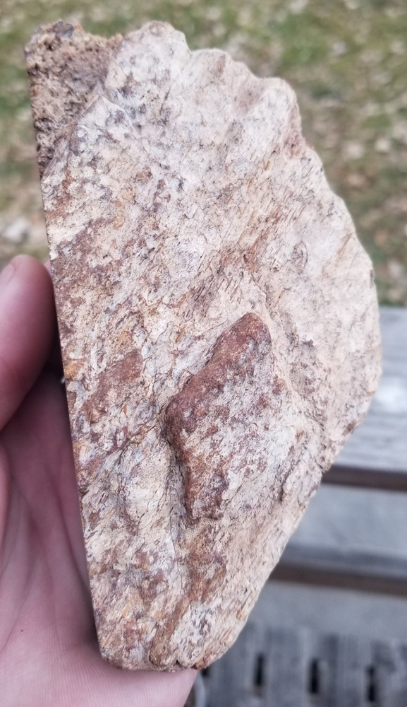 Agatized Dinosaur Gem Bone Rainbow Multicolor Roughcut 584g Specimen Cab Lap