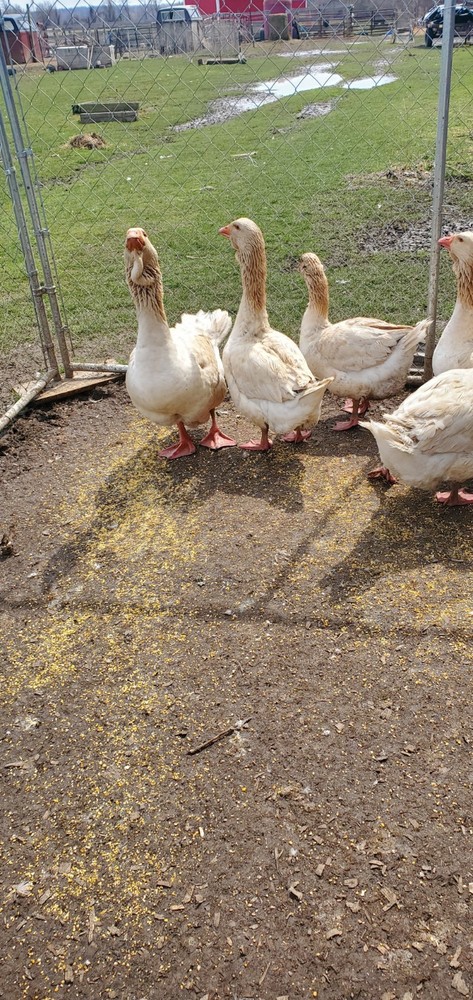 Giant Dewlap TOULOUSE Hatching Eggs 7