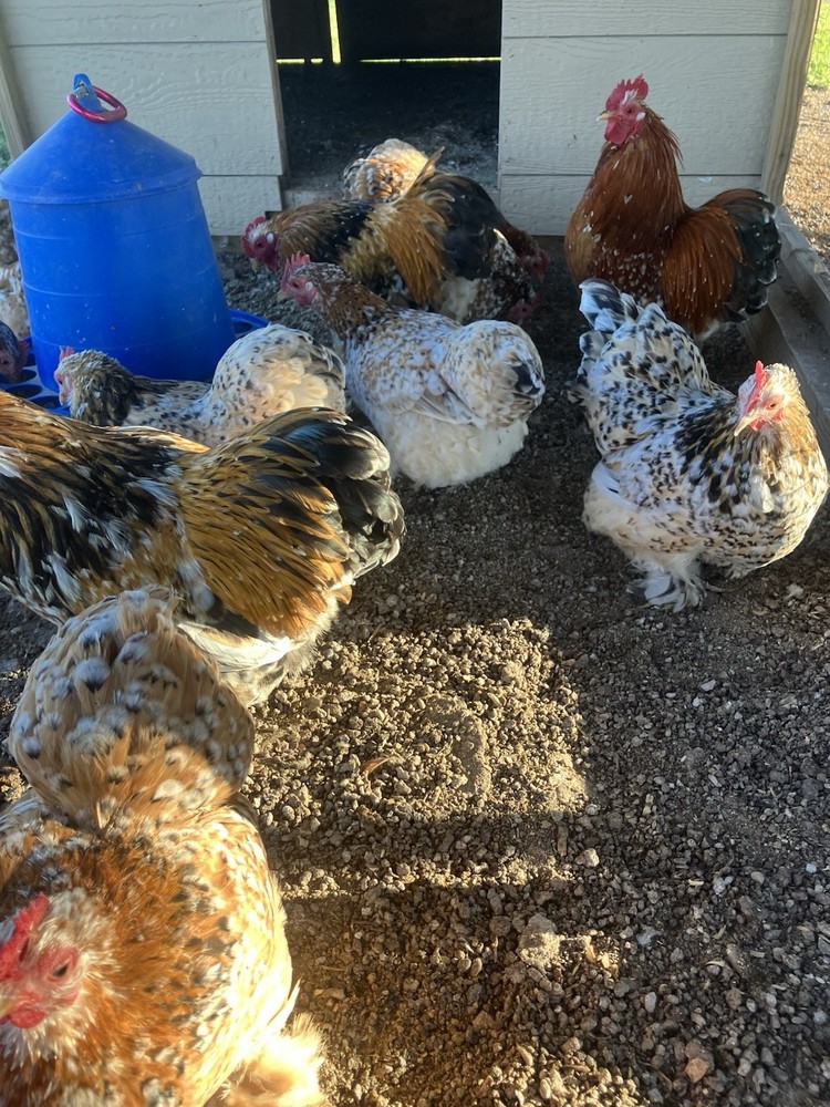 6+ Calico Cochin Bantam Hatching Eggs