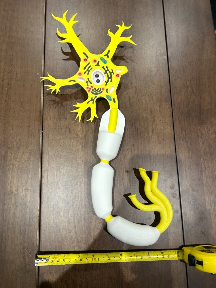 Neuron Anatomy 3D Printed