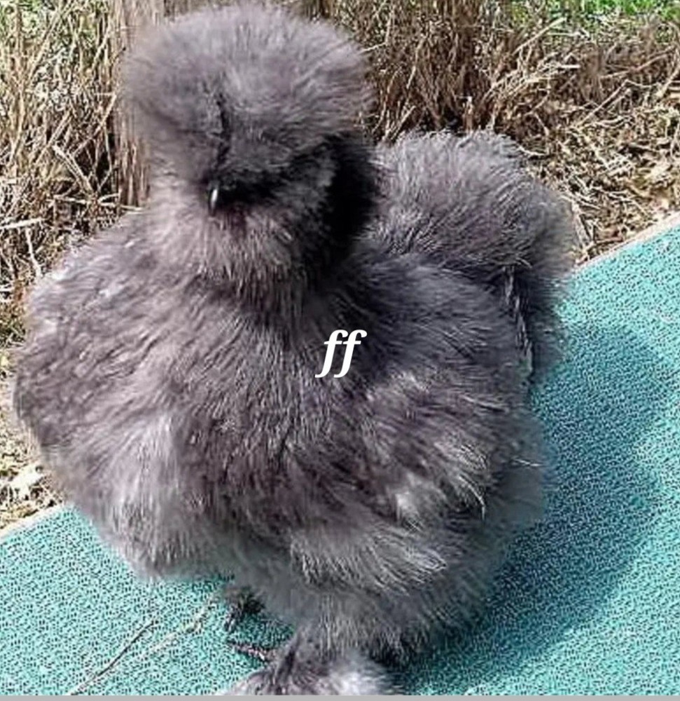 12 silkies Hatching Eggs hens choices